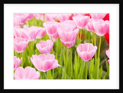 Pink tulips by Anonymous