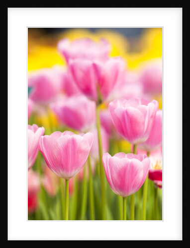 Light pink tulips by Anonymous