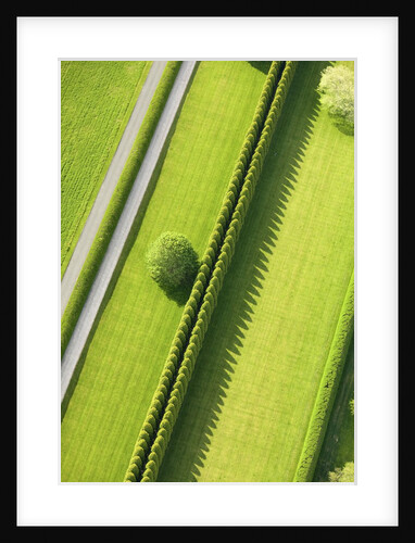 Hedge in The Hamptons by Anonymous