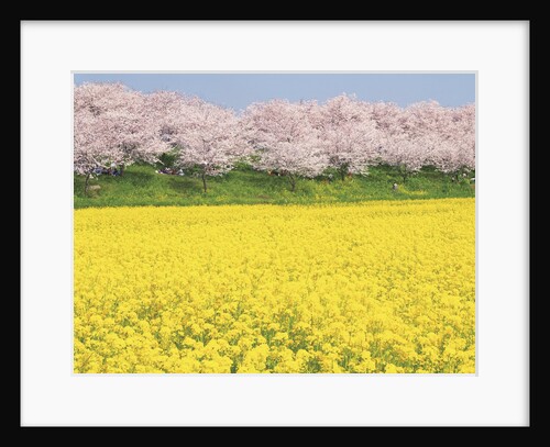 Rape blossom field lined with blossoming cherry trees, Satte, Saitama Prefecture, Japan by Anonymous