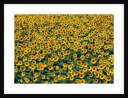 Sunflower field in Hokuto, Yamanashi Prefecture, Japan by Anonymous