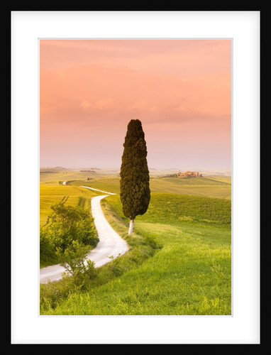 Cypress tree by dirt road at sunset by Anonymous
