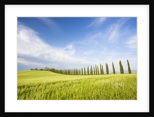 Tuscan landscape by Anonymous