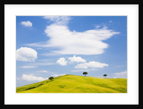 Pine trees on a ridge by Anonymous