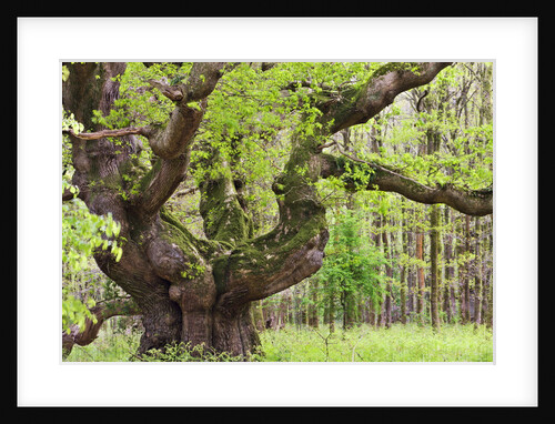 Ancient oak tree growing in Savernake Forest in springtime, Marlborough, Wiltshire, England, United Kingdom, Europe by Anonymous