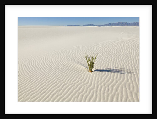 Dune and Yucca plant in White Sands National Monument by Anonymous