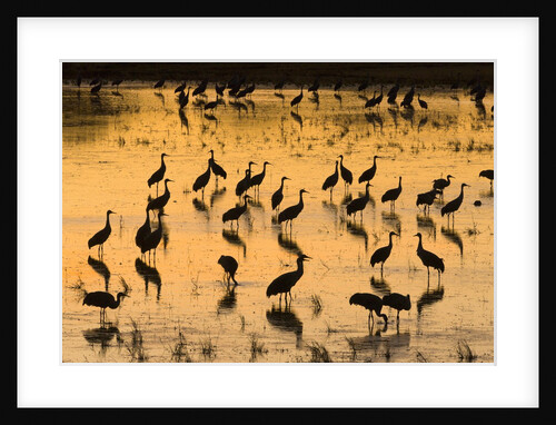 Sandhill cranes standing and feeding in shallow pond by Anonymous