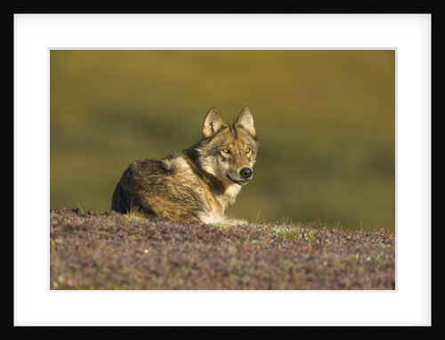 Young wolf resting on tundra in Denali National Park by Anonymous