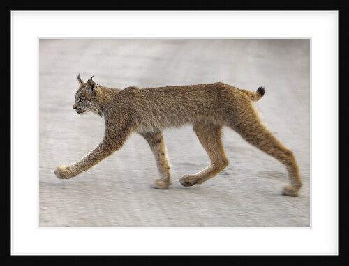 Young lynx crossing road in Denali National Park by Anonymous