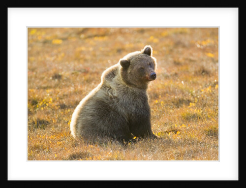 Female Grizzly bear sitting in tundra by Anonymous