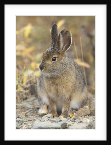 Snowshoe hare in Denali National Park by Anonymous