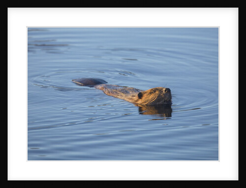 Beaver swimming in pond by Anonymous