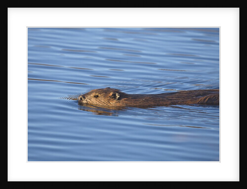 Beaver swimming in pond by Anonymous