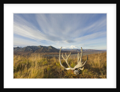Caribou antlers in tundra by Anonymous
