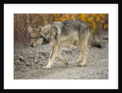 Gray wolf pup on gravel road by Anonymous