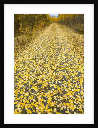 Forest road covered with Aspen leaves in autumn by Anonymous