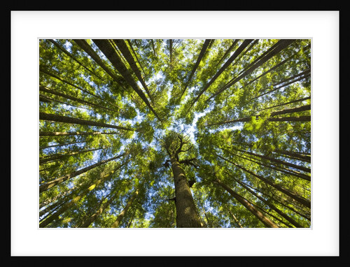 Old growth cedar, hemlock, fir and Sitka spruce forest in fall by Anonymous