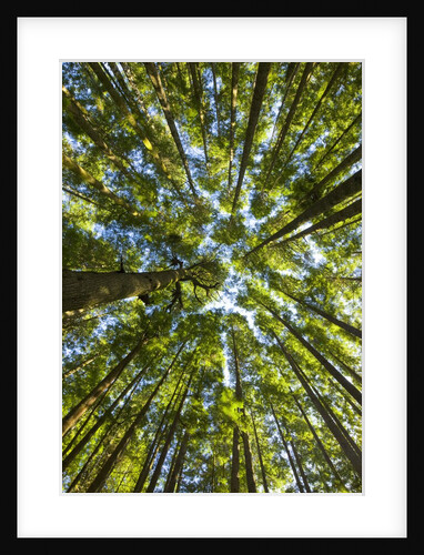 Old growth cedar, hemlock, fir and Sitka spruce forest in fall by Anonymous