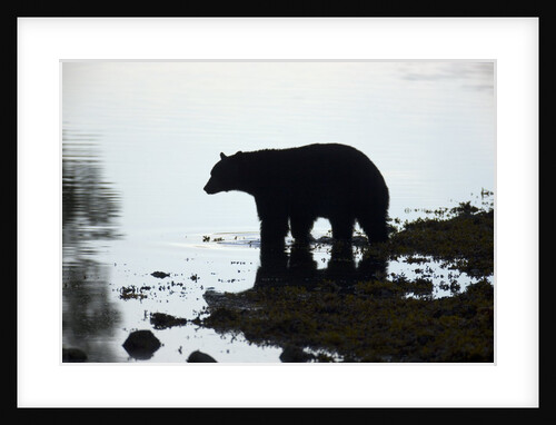 Black bear looking for Coho salmon in sea by Anonymous
