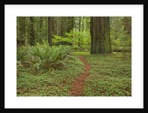 Trail among redwood trees in Jedediah Smith Redwoods State Park by Anonymous