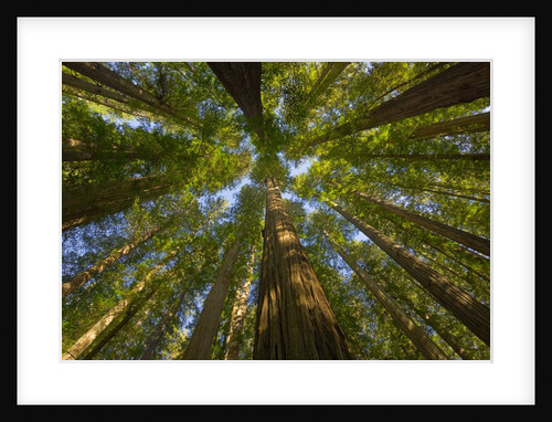 Redwood forest in Humboldt Redwood State Park by Anonymous
