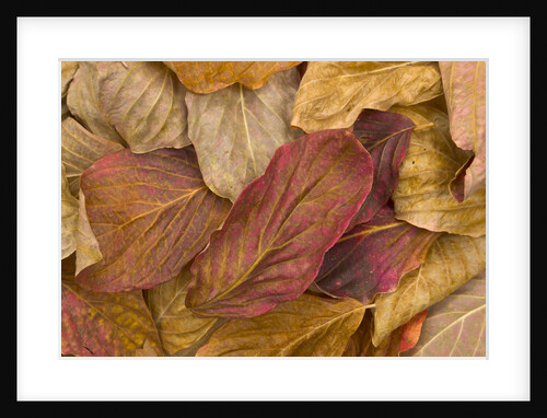 Pacific dogwood leaves in fall by Anonymous