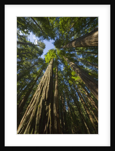 Redwood forest in Humboldt Redwood State Park by Anonymous