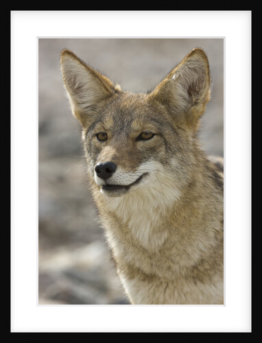 Coyote in Death Valley National Park by Anonymous