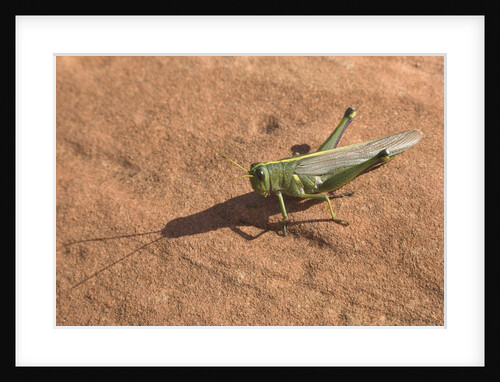 Grasshopper on sandstone plateau in Grand Canyon National Park by Anonymous