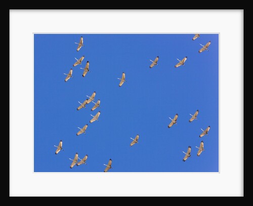 Sandhill cranes in flight by Anonymous