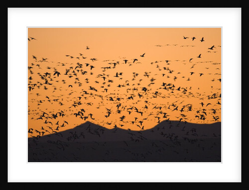 Snow geese flying to roost in shallow pond by Anonymous