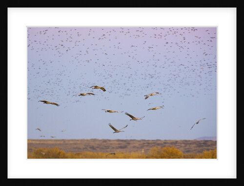 Sandhill cranes in flight with red winged blackbirds by Anonymous