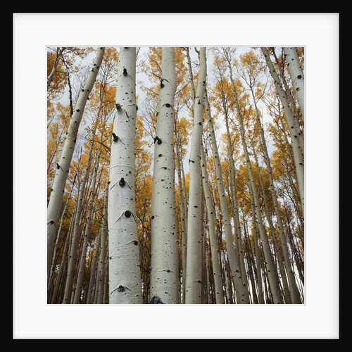 Grove of Coloful Aspens in Fall by Anonymous