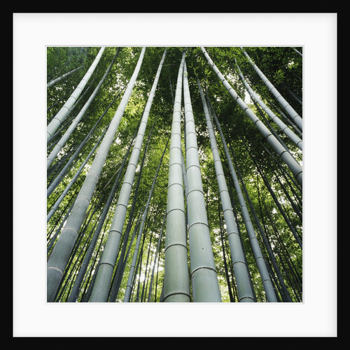 Bamboo grove by Anonymous