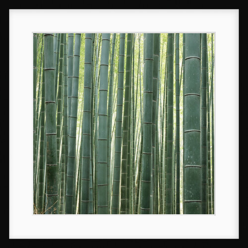Bamboo Forest in Kyoto by Anonymous