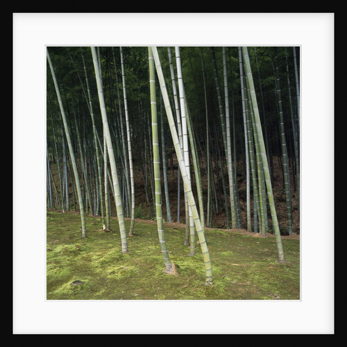 Bamboo Forest in Kyoto by Anonymous