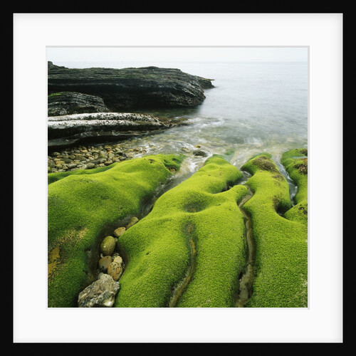 Moss Covered Rocks on Beach in Japan by Anonymous