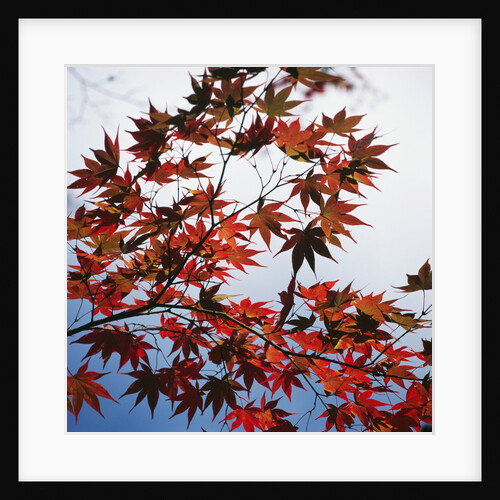 Colorful leaves by Anonymous