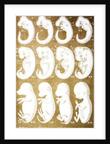Development stages of embryos of hog, calf, rabbit and man by Anonymous