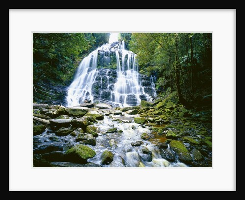 The many tiered Nelson Falls and lush rainforest located in the Franklin-Gordon Wild Rivers National Park, Tasmania. by Anonymous