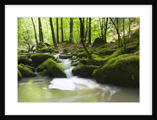 Moss covered rocks in Monbach Creek in the Black Forest by Anonymous