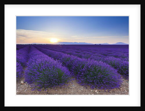 Lavender field in bloom at sunrise by Anonymous