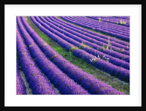 Lavender field in bloom by Anonymous