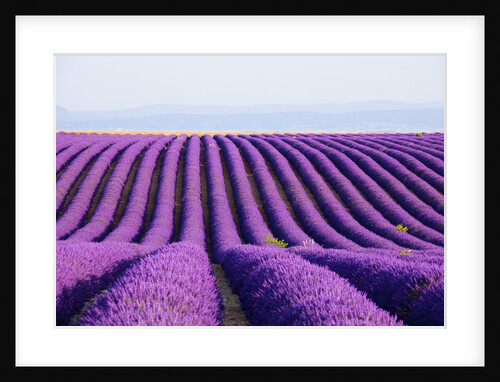 Lavender field in bloom by Anonymous