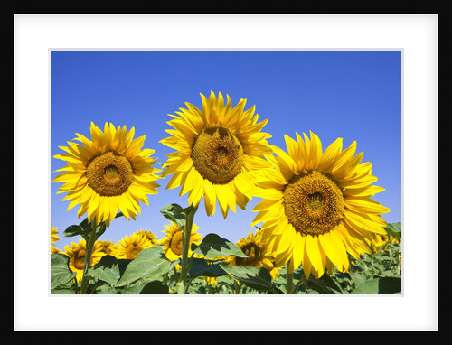Sunflowers ready for harvest by Anonymous