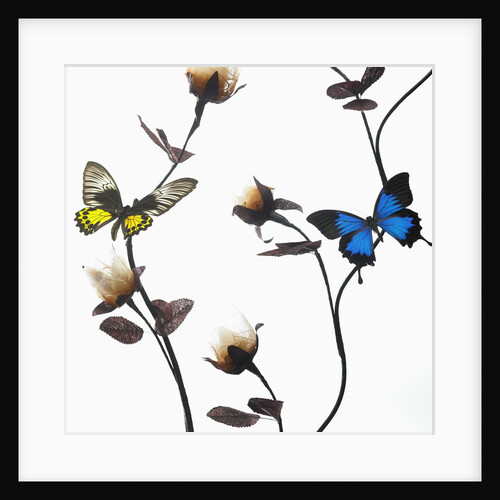 Butterflies with flowers by Anonymous