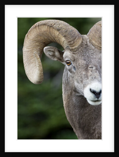 Bighorn ram (Ovis canadensis), Logan Pass, Glacier National Park, Montana. by Anonymous