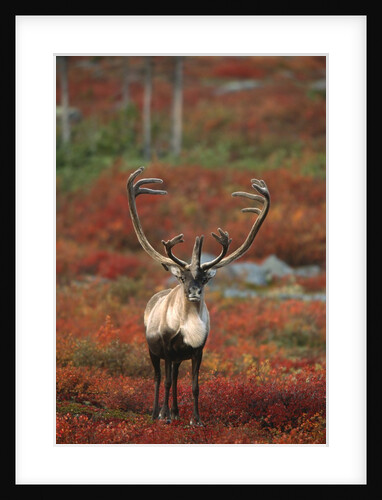 Barren-ground Caribou on autumn tundra, Rangifer tarandus groenlandicus. Near Whitefish Lake, NWT, Canada by Anonymous