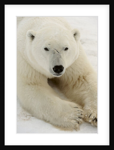 Polar bear (Ursus maritimus) by Anonymous