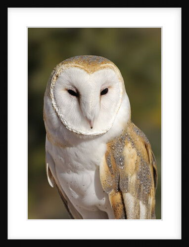 Barn Owl (Tyto alba) at the Sonoran Desert Museum, Tucson, Arizona, USA by Anonymous